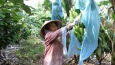 Giống chuối Nam Mỹ và cây ca cao phát triển tốt trên vùng đất Ea Súp