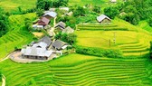 Trải nghiệm Fansipan mùa lúa chín đúng điệu