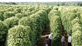 Hiệp hội Hồ tiêu thế giới đến Việt Nam tìm hiểu thị trường