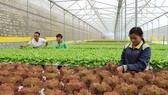 Giá trị sản xuất 1ha đất nông nghiệp đạt 502 triệu đồng/năm Giá trị sản xuất 1ha đất nông nghiệp đạt 502 triệu đồng/năm