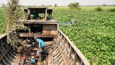 Lục bình dày đặc khiến ghe, thuyền không thể di chuyển được