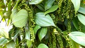 Giá cà phê, hồ tiêu tăng nhẹ Giá cà phê, hồ tiêu tăng nhẹ