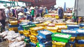 Lên hàng hải sản tại cảng cá Phước Tỉnh (huyện Long Điền)