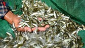 Cần cấm đánh bắt thủy sản trong mùa sinh sản