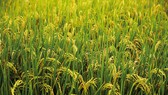Vụ lúa hè thu 2019 khu vực Nam bộ xuống giống hơn 1,64 triệu ha, giảm 46.000ha so với cùng kỳ
