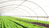Đến năm 2030: Có 80.000 - 100.000 doanh nghiệp hoạt động trong lĩnh vực nông nghiệp
