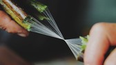 Khóa đào tạo đầu tiên về khai thác tơ sen