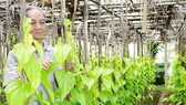Những vườn trầu xanh giờ chẳng còn nhiều ở đất Bà Điểm. Ảnh: MINH AN