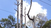 Cổ thụ ở Công viên Văn Lang chết dần