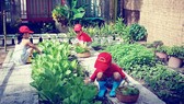 Nỗ lực xanh hóa trường học