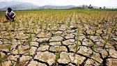 Cảnh báo El Nino xuất hiện vào cuối năm nay