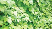 Giảo cổ lam - thảo dược thần kỳ giúp đẩy lùi tiểu đường, mỡ máu, cao huyết áp
