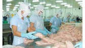 Doanh nghiệp chế biến cá tra phi lê xuất khẩu