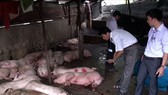 Lực lượng chức năng kiểm tra cơ sở giết mổ heo không phép