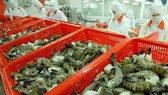 Năm 2019, xuất khẩu tôm ước đạt 4 tỷ USD