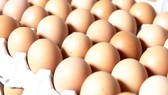 Australia thu hồi trứng nhiễm khuẩn salmonella