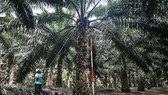 Cuộc chiến dầu cọ