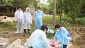 Dịch tả heo châu Phi lây lan nhanh