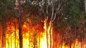 Cháy rừng ở Australia. Ảnh: ABC.