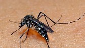 Korean woman suspected of catching Chikungunya fever