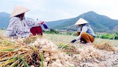Nước mắt tỏi Khánh Hòa
