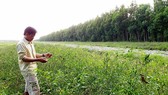 Công ty Sông Tiền lại trồng ớt trên đất được giao trồng rừng