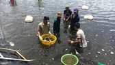 Nông thôn mới Cần Giờ - vai trò kết nối của chính quyền