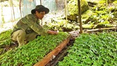 Thách thức bảo tồn và phát triển “quốc bảo” sâm Ngọc Linh - Bài 2: Thúc đẩy thương hiệu