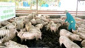 Giá heo hơi giảm mạnh