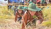 Hàng trăm “nông dân nhí” ướt đẫm mồ hôi... gặt lúa