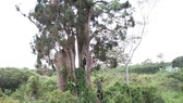 Bảo tồn báu vật của đại ngàn