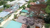 Hai cây thông bị "nhốt" trong nhà chết khô, được phát hiện chưa lâu tại tổ dân phố 18, phường 3, TP Đà Lạt. Ảnh: ĐOÀN KIÊN