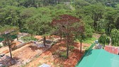 Hàng loạt cây thông ở Đà Lạt bị “bức tử” trong khu dân cư Hàng loạt cây thông ở Đà Lạt bị “bức tử” trong khu dân cư
