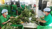 TPHCM: 50% hộ nông dân tham gia sản xuất, kinh doanh HTX TPHCM: 50% hộ nông dân tham gia sản xuất, kinh doanh HTX