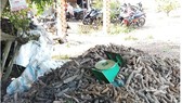 Số mì nạn nhân thu gom của người dân. Ảnh: X.T
