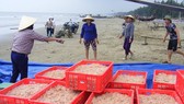 Vui như mùa “tép nhảy”