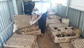 Phát hiện 2 xe khách chở 2.800 con gia cầm không giấy tờ kiểm dịch
