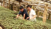 Kon Tum: Chính thức bán sâm Ngọc Linh ra thị trường