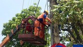 Nắng nóng, công suất điện cao kỷ lục