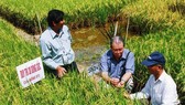 Các dòng gạo thơm ST