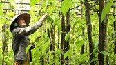Lá trầu xuất khẩu sang Trung Quốc được giá, người trồng lãi cao