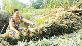 Khóm Cầu Đúc, đặc sản nổi tiếng của Hậu Giang