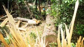 Gỗ rừng cổ thụ bị lâm tặc cưa hạ