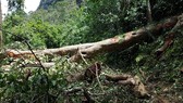 Lốc xoáy quật ngã cây cổ thụ, người vợ trẻ tử nạn khi cùng chồng đi chăn dê