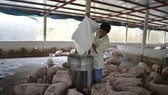 Tỉnh Quảng Nam có hơn 80 trang trại chăn nuôi heo nên nguy cơ xảy ra dịch bệnh trên diện rộng rất cao