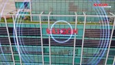 Điểm tin SGGP Online ngày 04.02.2019 (số đặc biệt)