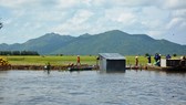 Hàng ngàn ha lúa thu đông ngoài đê bao ở An Giang bị lũ uy hiếp