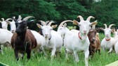 Việt Nam có tiềm năng phát triển chăn nuôi Dê sữa