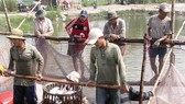 Giá cá tra giảm mạnh, người nuôi lỗ nặng