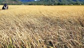 Paddy fields wither due to drought in Binh Dinh Province. (Photo: SGGP)